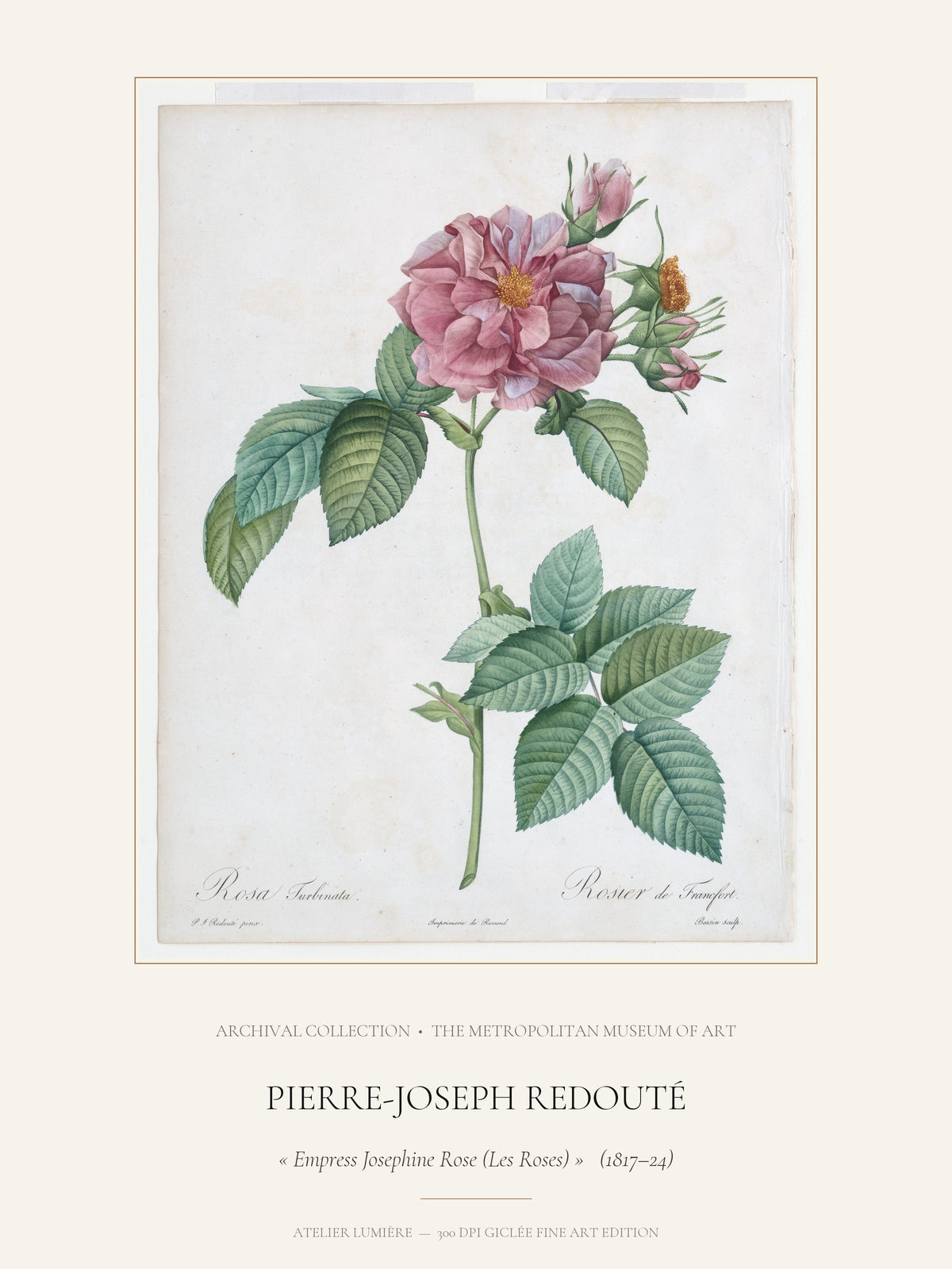 Empress Josephine Rose (Les Roses) (1817–24) – Pierre-Joseph Redouté – Museum Exhibition Poster edition
