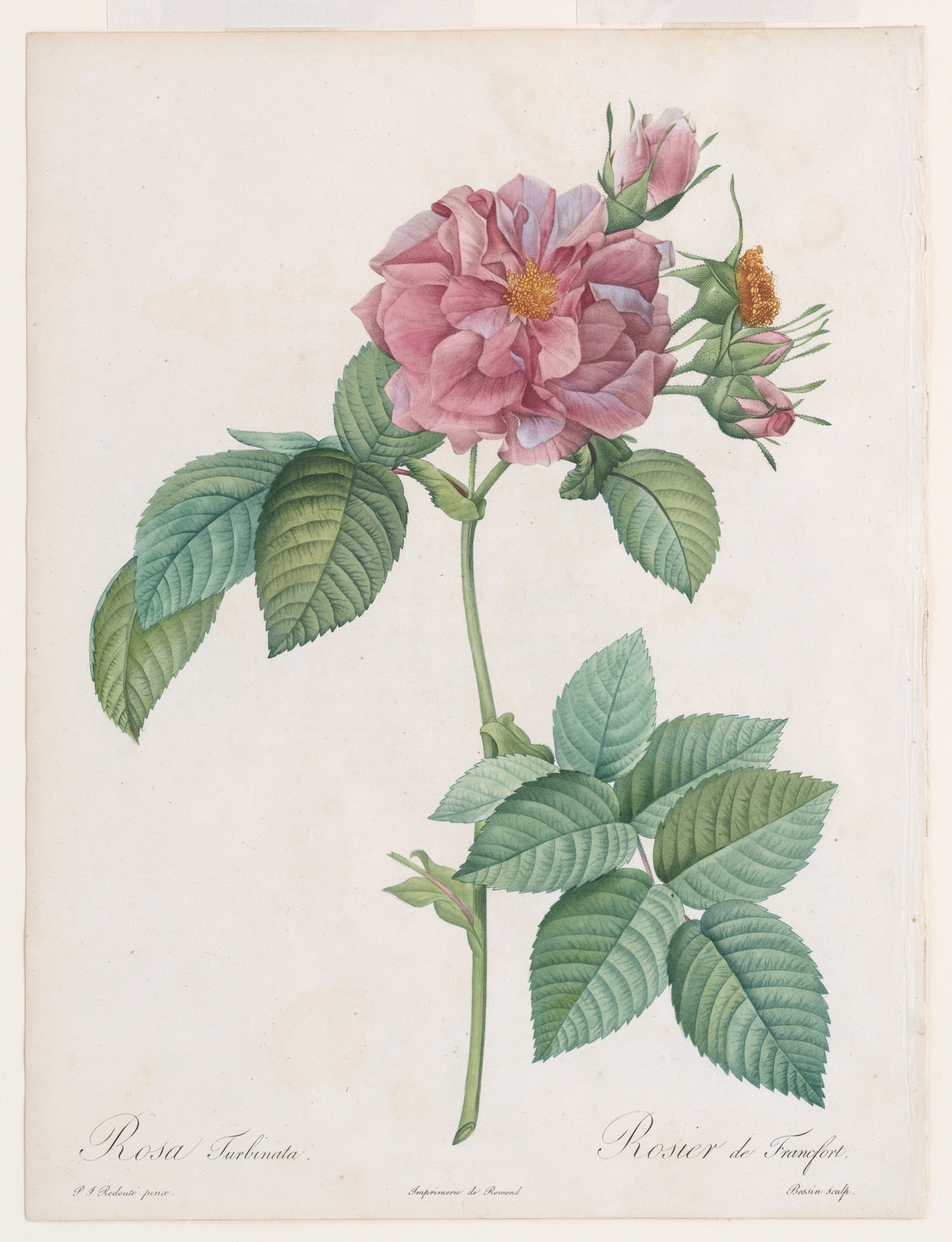 Empress Josephine Rose (Les Roses) (1817–24) – Pierre-Joseph Redouté – full uncropped restored painting