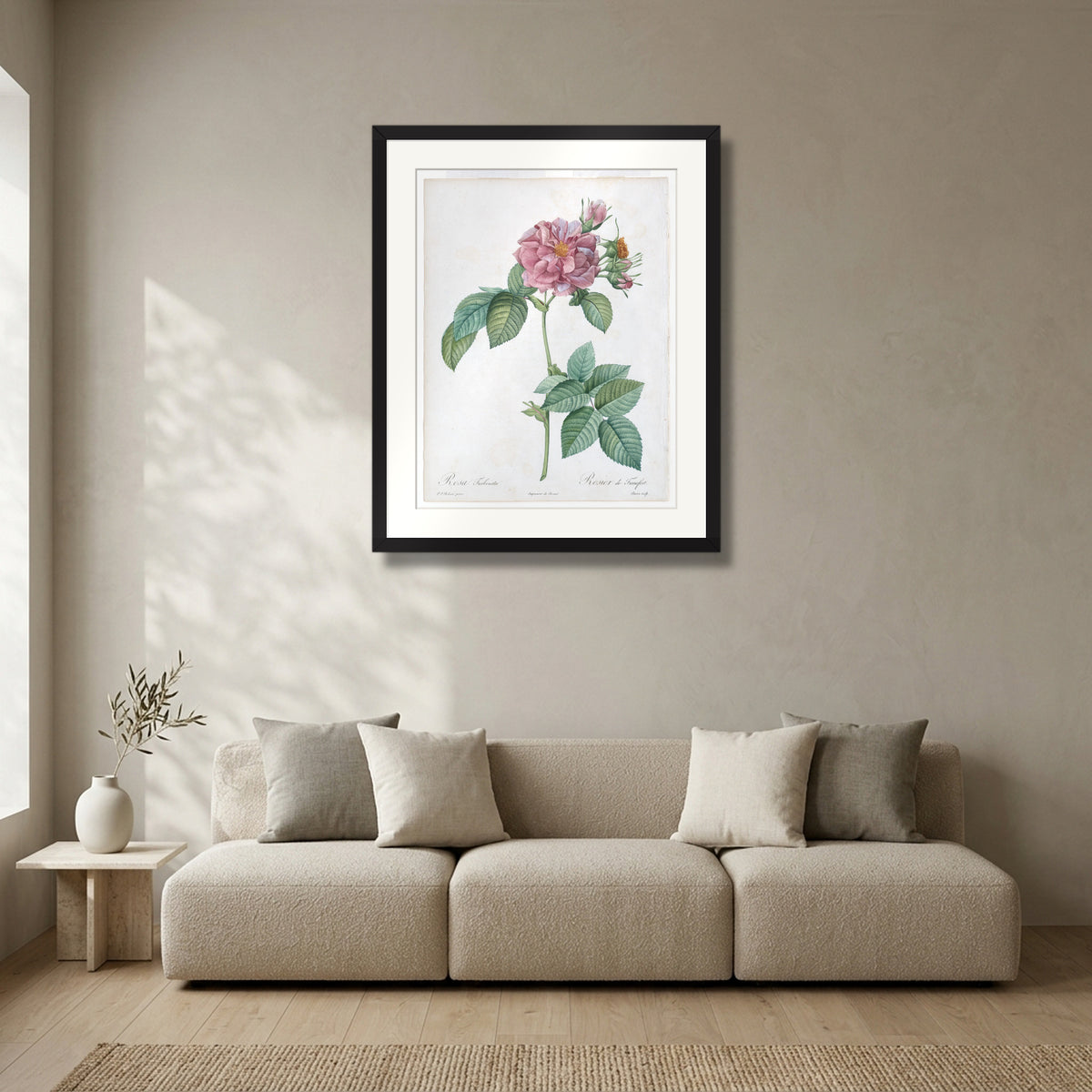 Empress Josephine Rose (Les Roses) (1817–24) – Pierre-Joseph Redouté in a matte black gallery frame